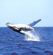 Santa Monica Resort Whale Watching